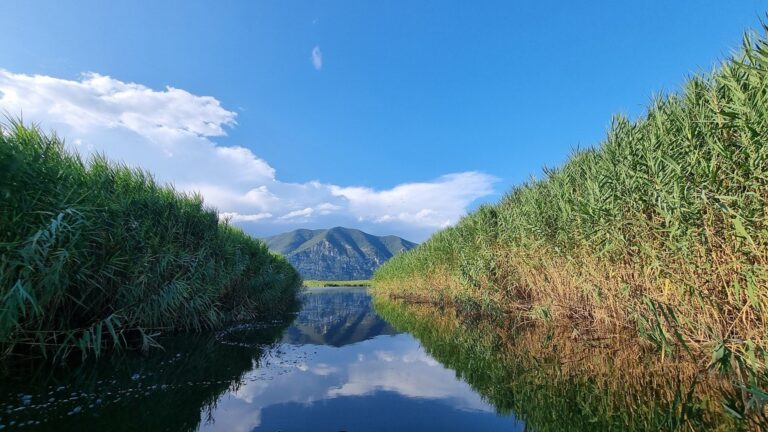 Arundo donax 2560x1440