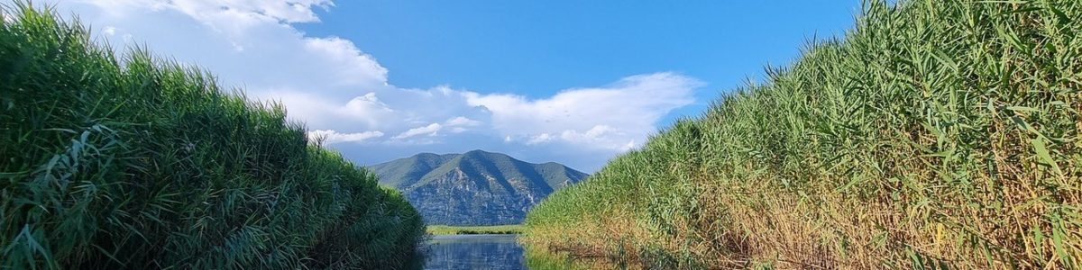 Arundo donax 2560x1440
